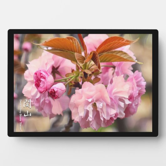 Dubbele Cherry Blossom: Kanzan Fotoplaat (voorkant)