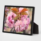 Dubbele Cherry Blossom: Kanzan Fotoplaat (Zijkant)