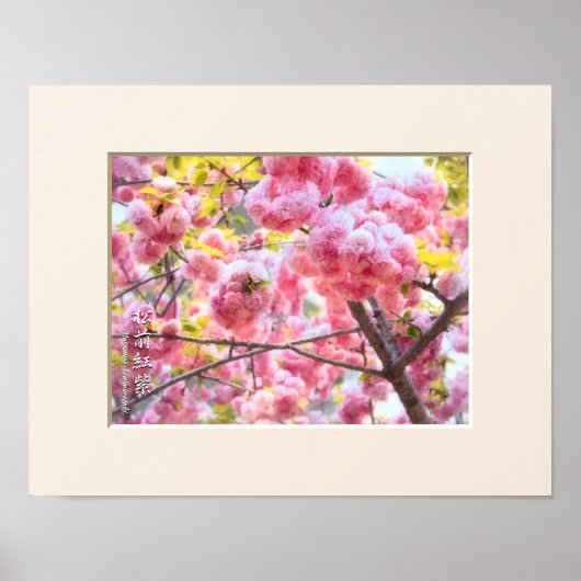 Dubbele Cherry Blossom: Matsumae-benimurasaki Poster (Voorkant)