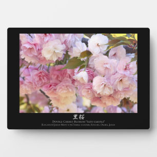 Dubbele Cherry Blossom: Sato-zakura Fotoplaat