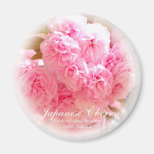 Dubbele Cherry Blossom: Sato-zakura Magneet (Voorkant)