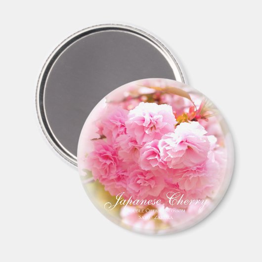 Dubbele Cherry Blossom: Sato-zakura Magneet (Voorkant / Achterkant)