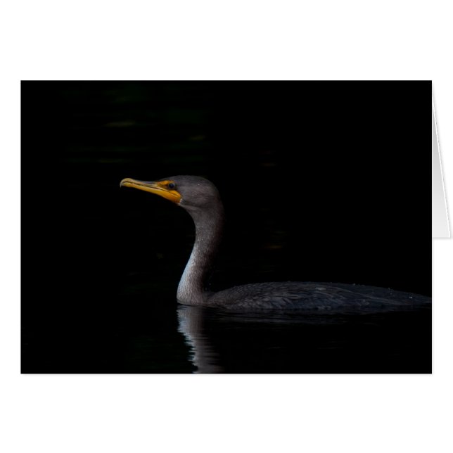 Dubbele Crested Cormorant 01 (Voorkant Horizontaal)