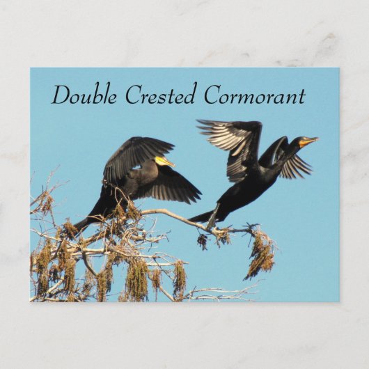 Dubbele Crested Cormorant - Briefkaart leren (Voorkant)