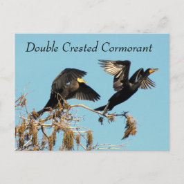 Dubbele Crested Cormorant - Briefkaart leren