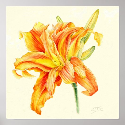 Dubbele daglelie Hemerocallis oranje waterverf Poster (Voorkant)
