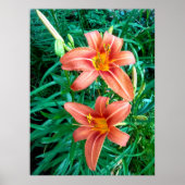 Dubbele daglelie oranje bloem foto print poster (Voorkant)