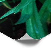 Dubbele daglelie oranje bloem foto print poster (Hoek)