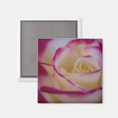 Dubbele Delight Roos Magnet (Voorkant / Achterkant)