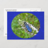 Dubbele, gepantserde slipje op mint briefkaart (Voorkant / Achterkant)