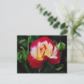 Dubbele hybride thee Roos "Andeli" Witte stroom Briefkaart (Staand voorkant)