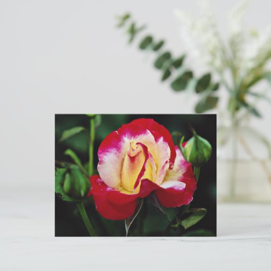 Dubbele hybride thee Roos "Andeli" Witte stroom Briefkaart (Staand voorkant)