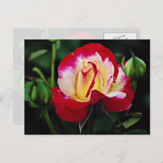 Dubbele hybride thee Roos "Andeli" Witte stroom Briefkaart (Voorkant / Achterkant)