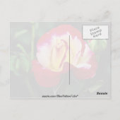 Dubbele hybride thee Roos "Andeli" Witte stroom Briefkaart (Achterkant)