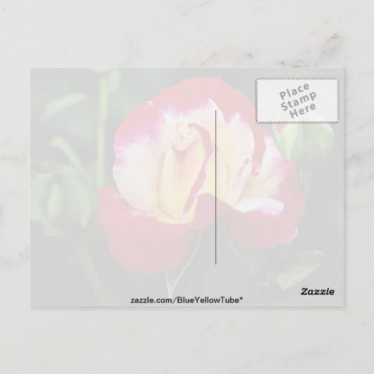 Dubbele hybride thee Roos "Andeli" Witte stroom Briefkaart (Achterkant)