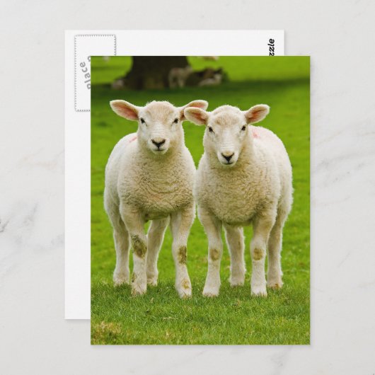 dubbele lammeren briefkaart (Voorkant / Achterkant)