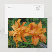 Dubbele Lily Briefkaart (Voorkant / Achterkant)