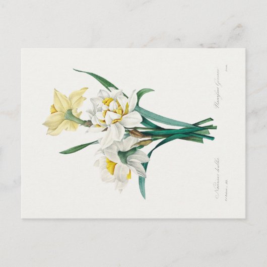Dubbele narcis, Pierre-Joseph Redouté, 1827 Briefkaart (Voorkant)