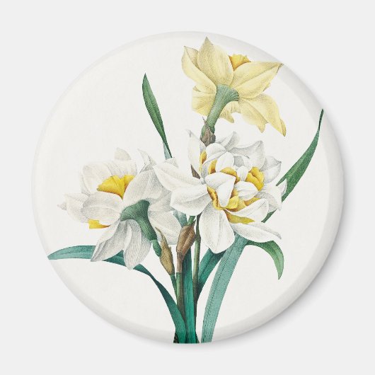 Dubbele narcis, Pierre-Joseph Redouté, 1827 Magneet (Voorkant)