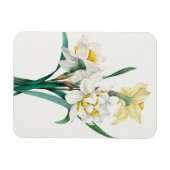 Dubbele narcis, Pierre-Joseph Redouté, 1827 Magneet (Horizontaal)