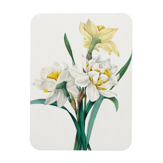 Dubbele narcis, Pierre-Joseph Redouté, 1827 Magneet (Verticaal)