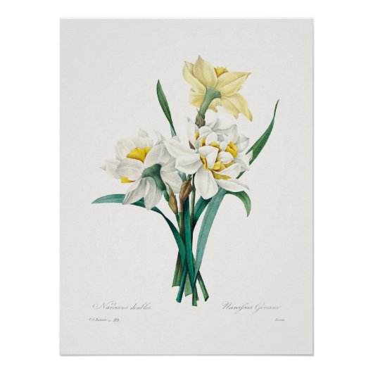 Dubbele narcis, Pierre-Joseph Redouté, 1827 Perfect Poster (Voorkant)