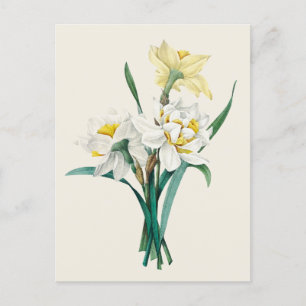 dubbele Narcissus Botanische Illustratie Briefkaart