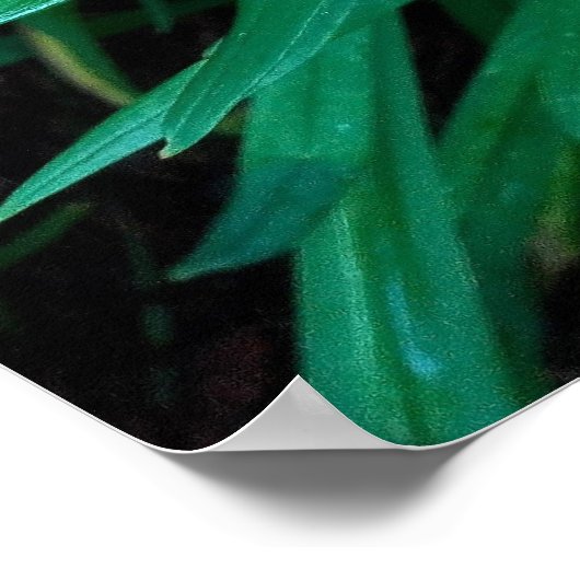 Dubbele Oranje ventilatorfotoprinter, Poster (Hoek)