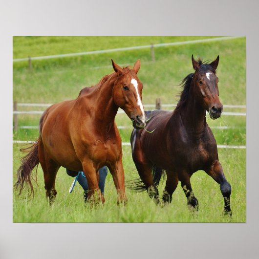 Dubbele paarden poster (Voorkant)