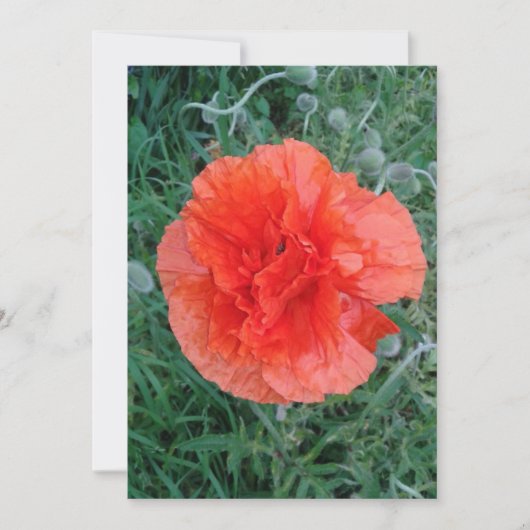 Dubbele papaverventilator kaart (Voorkant)