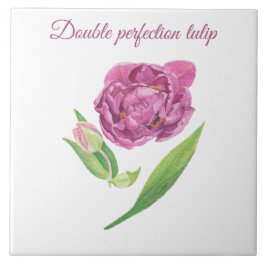 Dubbele perfectie tulp botanische waterverf tegeltje