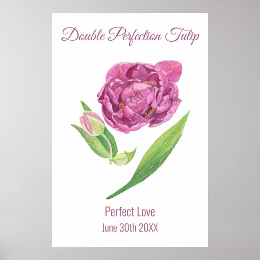 Dubbele perfectie tulp roze magenta waterverf poster (Voorkant)