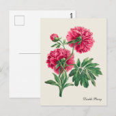  dubbele pioen Briefkaart (Voorkant / Achterkant)