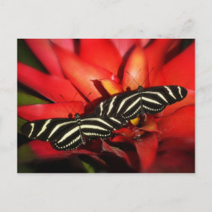 Dubbele problemen briefkaart