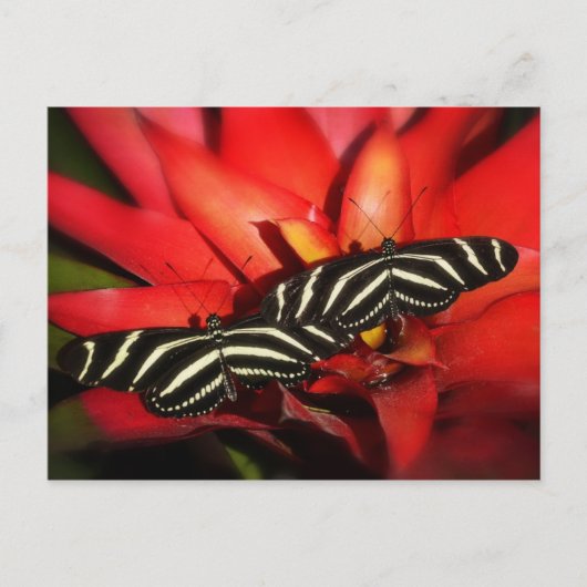 Dubbele problemen briefkaart (Voorkant)