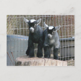 Dubbele problemen briefkaart