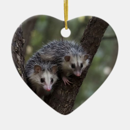 Dubbele problemen in het bladerdak: Twin Possums Keramisch Ornament (Voorkant)