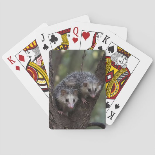 Dubbele problemen in het bladerdak: Twin Possums Pokerkaarten (Achterkant)