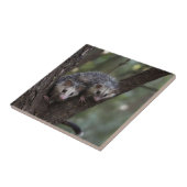 Dubbele problemen in het bladerdak: Twin Possums Tegeltje (Zijkant)