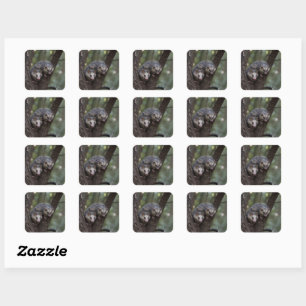 Dubbele problemen in het bladerdak: Twin Possums Vierkante Sticker