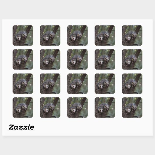 Dubbele problemen in het bladerdak: Twin Possums Vierkante Sticker (Vel)