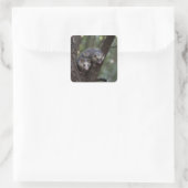 Dubbele problemen in het bladerdak: Twin Possums Vierkante Sticker (Tas)