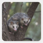 Dubbele problemen in het bladerdak: Twin Possums Vierkante Sticker (Voorkant)