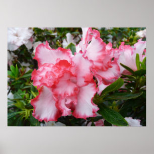 Dubbele Rode en Witte Azalea's Lente Bloemen Poster