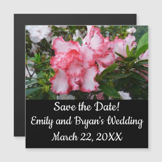 Dubbele rode en witte Azaleas Spring Floral (Voorkant / Achterkant)