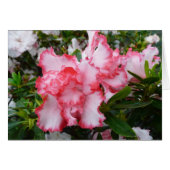 Dubbele rode en witte Azaleas Spring Floral (Voorkant Horizontaal)
