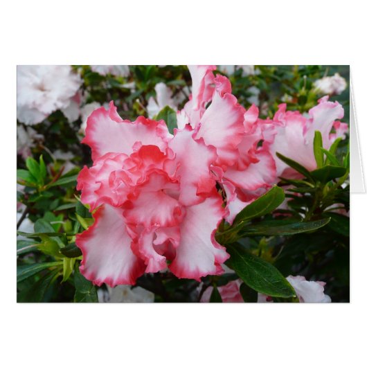 Dubbele rode en witte Azaleas Spring Floral (Voorkant Horizontaal)