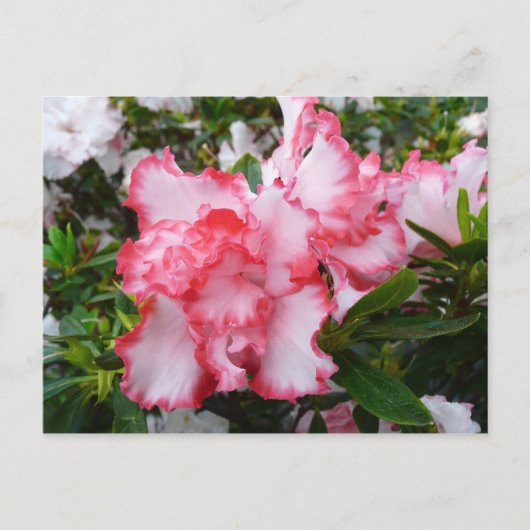 Dubbele rode en witte Azaleas Spring Floral Briefkaart (Voorkant)