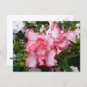 Dubbele rode en witte Azaleas Spring Floral Briefkaart (Voorkant / Achterkant)