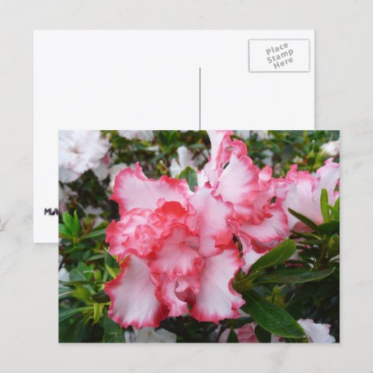 Dubbele rode en witte Azaleas Spring Floral Briefkaart (Voorkant / Achterkant)